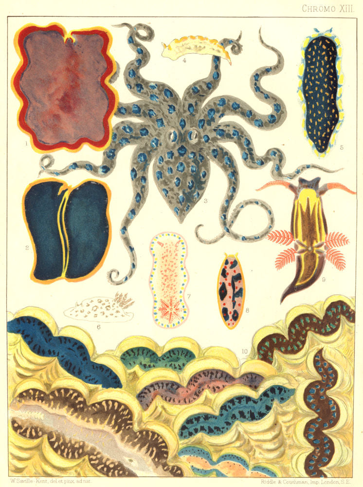 GT BARRIER REEF Mollusca Planarians Flat-worm Blue-spotted Octopus Sea-hare 1893